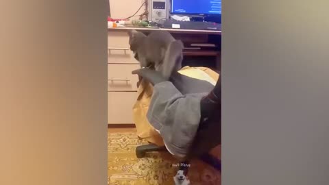 Hilarious pets that will make you laugh