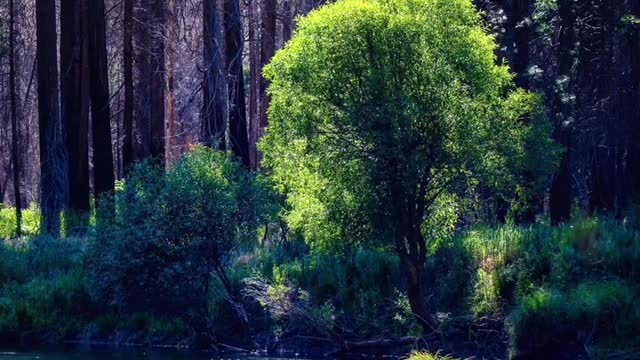 The silence in the depths of the forest, the melodious birdsong