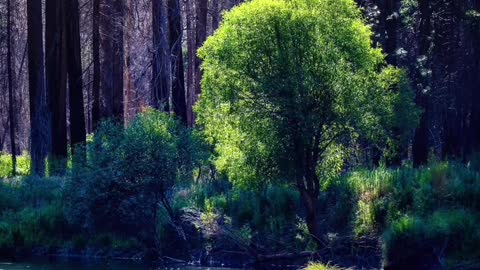 The silence in the depths of the forest, the melodious birdsong