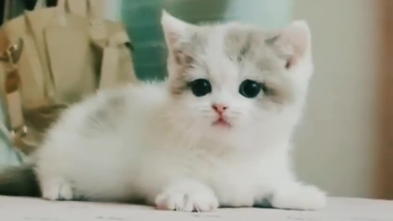 Cute 🥰 kitten