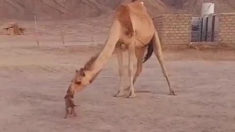 Dog and Camel