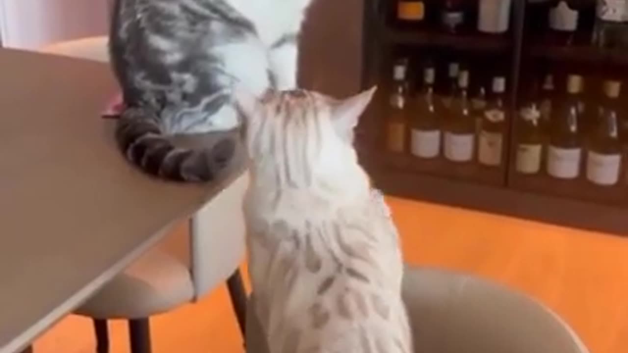 Cat fight