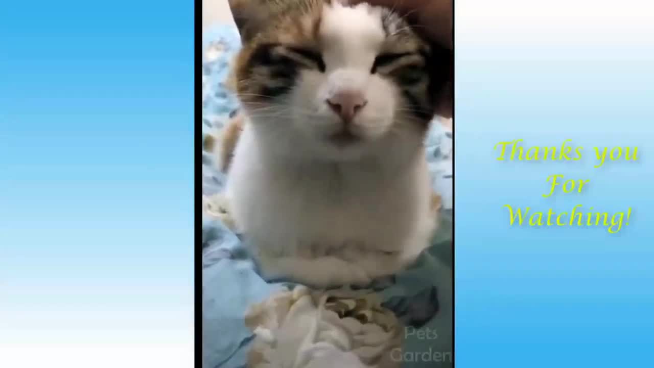 Kitten Enjoying Petting