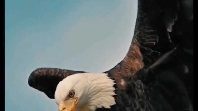 Close-up of the eagle. It's got a really sharp mouth