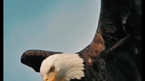 Close-up of the eagle. It's got a really sharp mouth