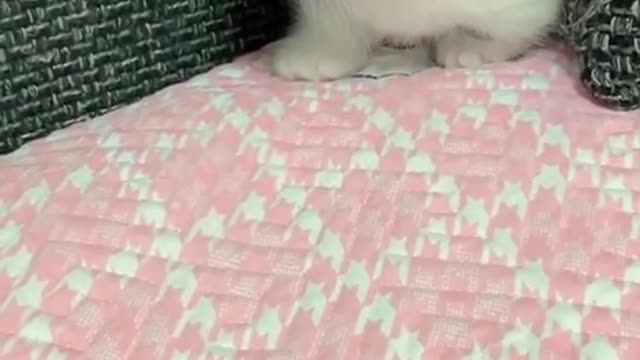 OMG So Cute Cats ♥ Best Funny Cat ❤️🐈Videos 2021 #shorts