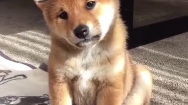 The innocent puppy was wronged.