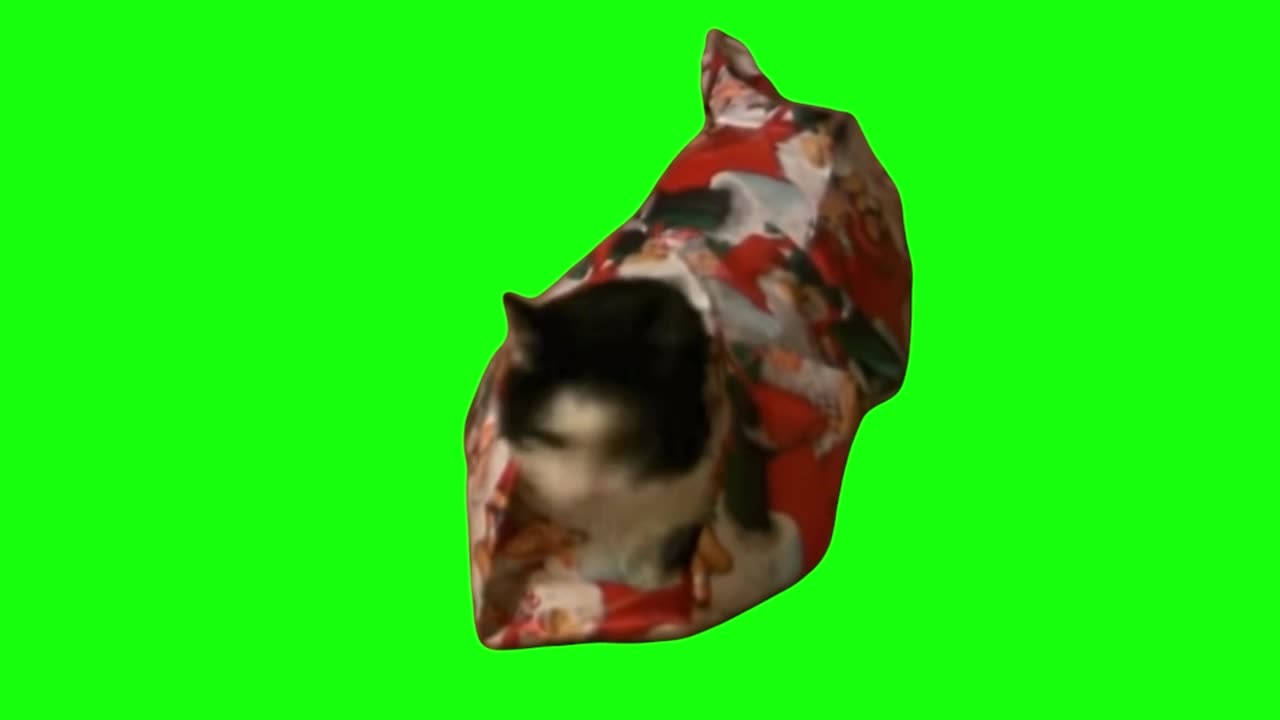 Cat Getting Wrapped Up Like a Present | Green Screen