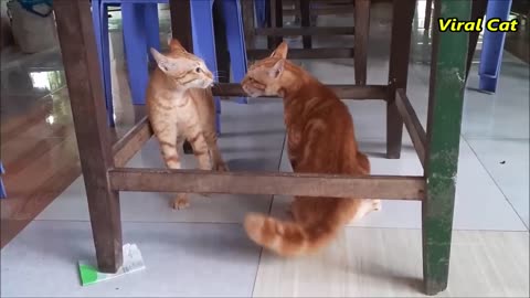 Cats Fighting and Meowing - These Two are Bloody Brothers | Viral Cat