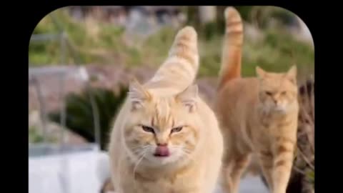 That's a real cat walk models