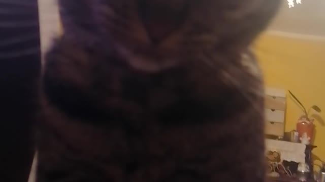 One Cat relax and second very angry