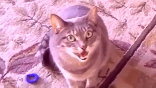 Funny Animal Videos 2023 Funniest Animals