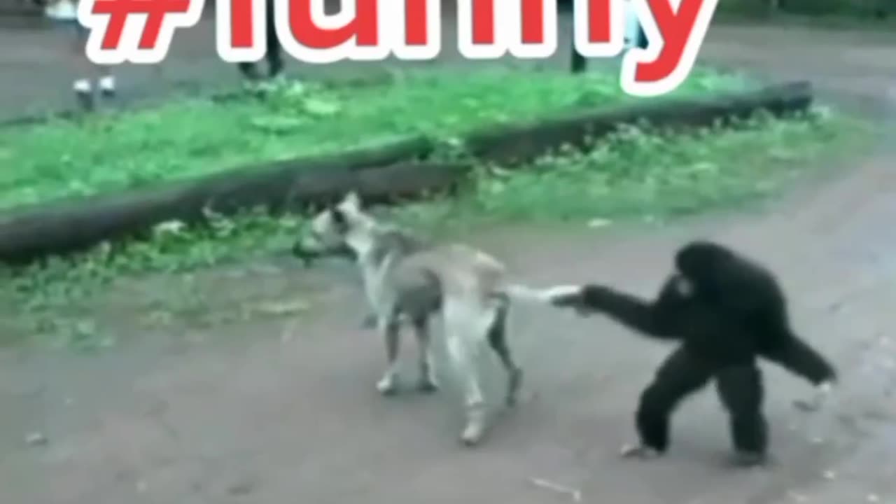 Lol