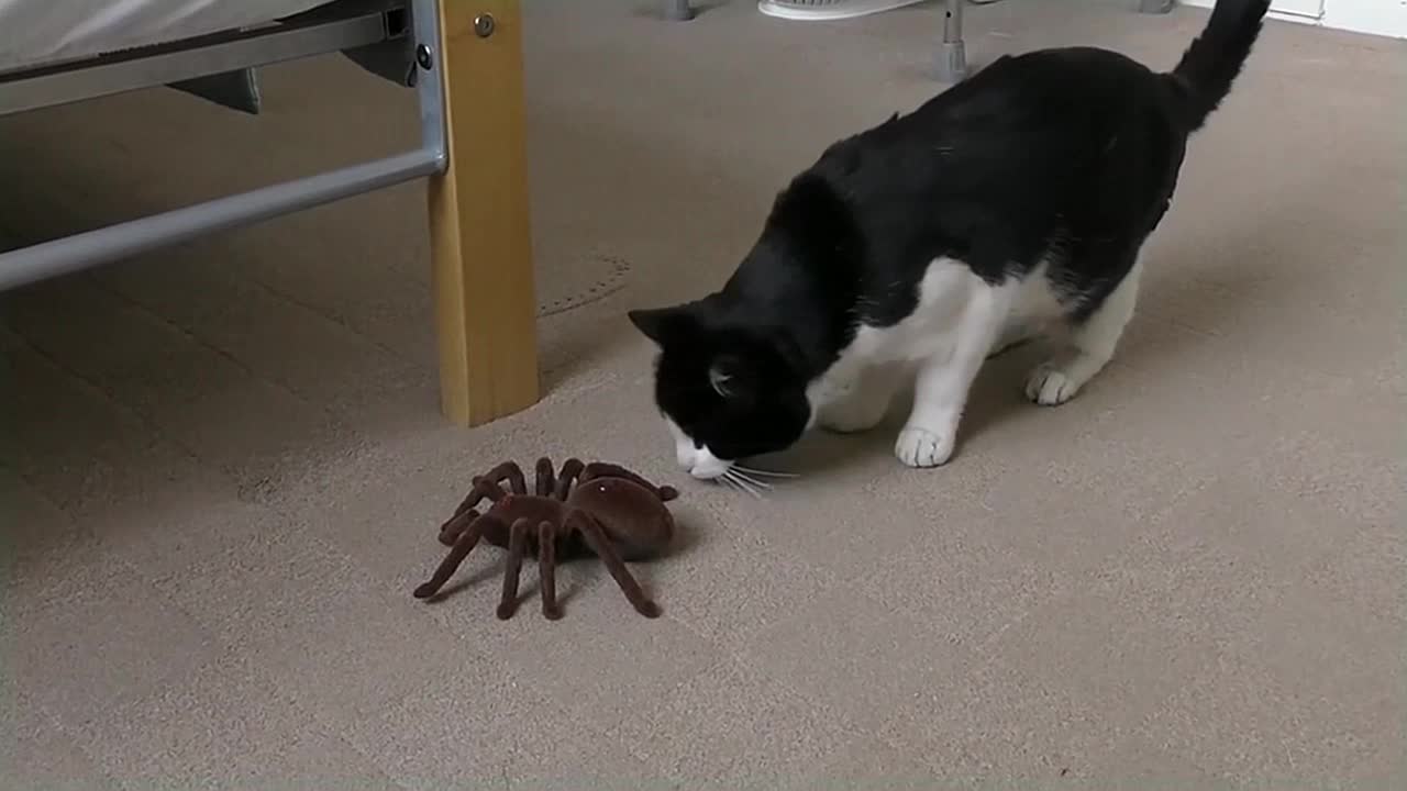 Cat Reacts To Giant Spider (RC)