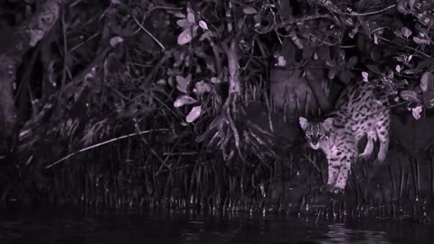 Fishing Cat: The Cat That Hunts Underwater