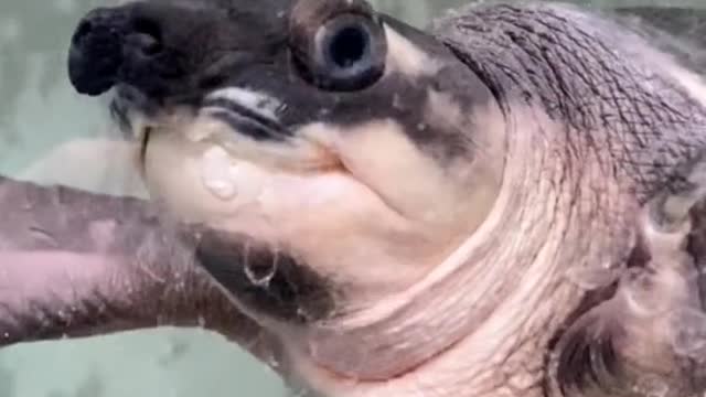 A hippopotamus