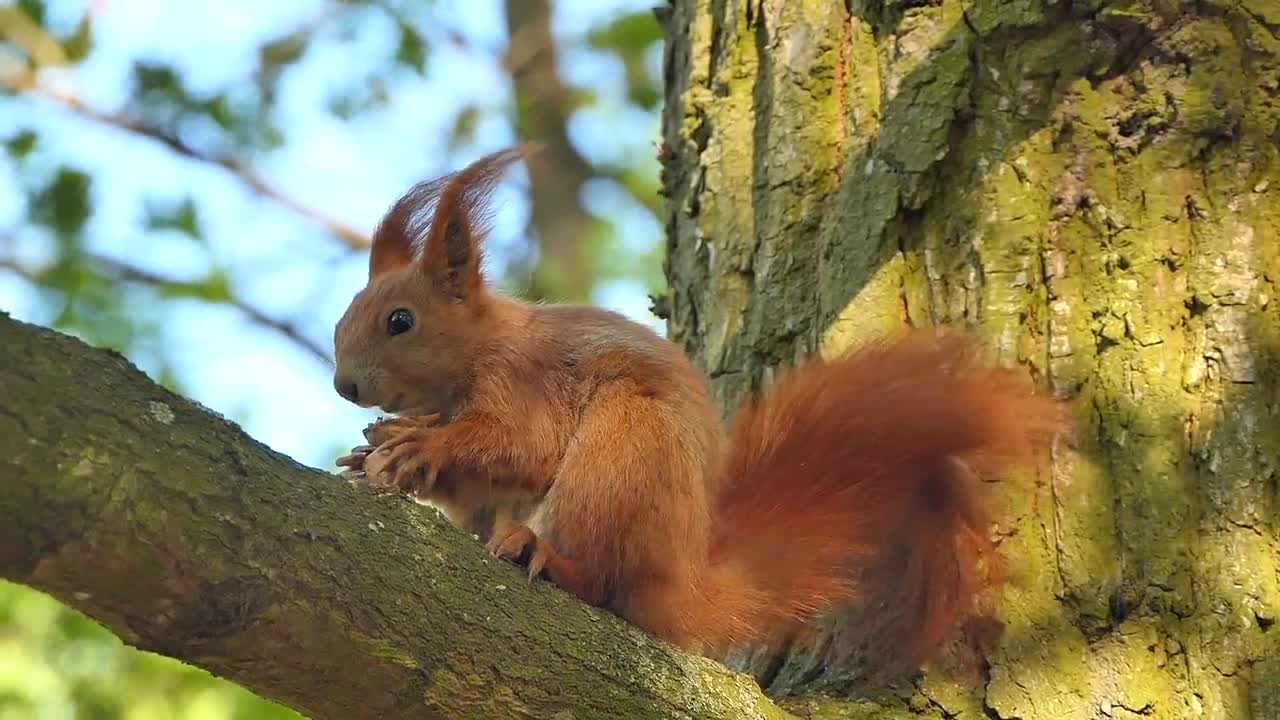 गिलेहरी Taking food at the tree