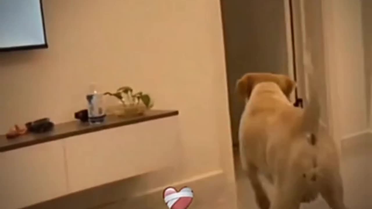 "Top 11 Hilarious Pet Moments, Laugh-Out-Loud, FunnyVideo Compilation"