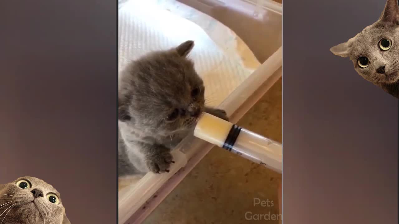 Funny Cute Cats