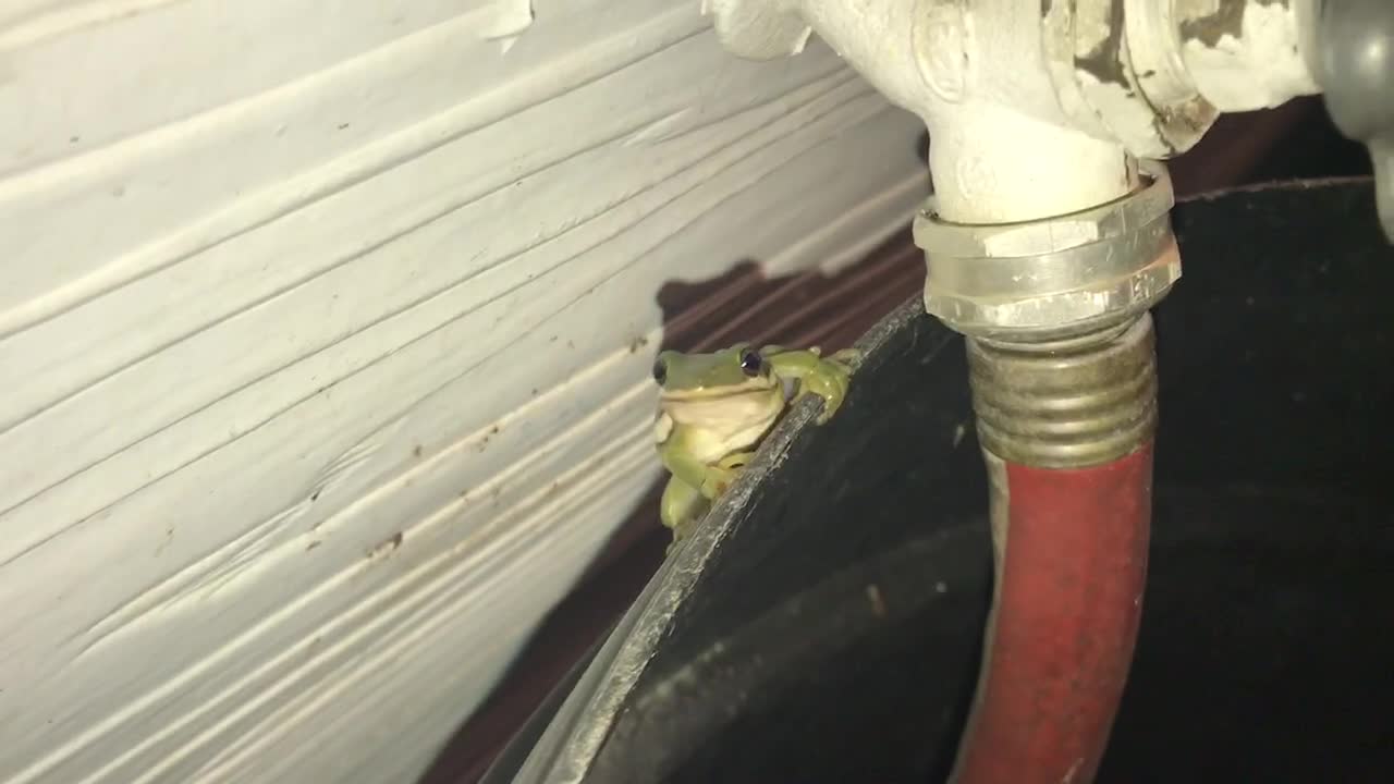 Little Froggy Watching Me!