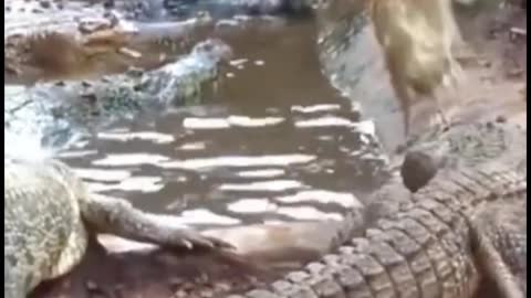 Oh, my God, the rooster is surrounded by crocodiles