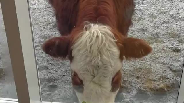 Cow Finds the Only Green Sprouts in 18 Thousand Hectares