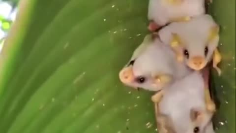 White bats from Honduras are the cutest🥰