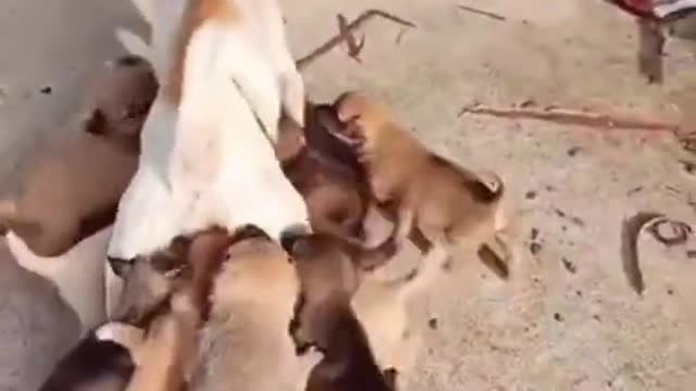 😂Poor Mom Dog Loses Against Many Puppies