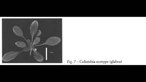 Bitchute Exclusive Video 131 Arabidopsis History