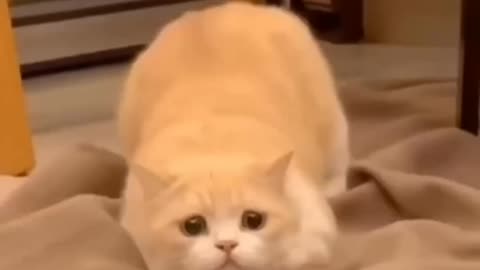 Cat [ funny cat