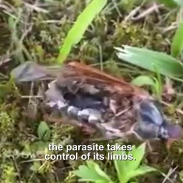 Parasite Zombie Beetle