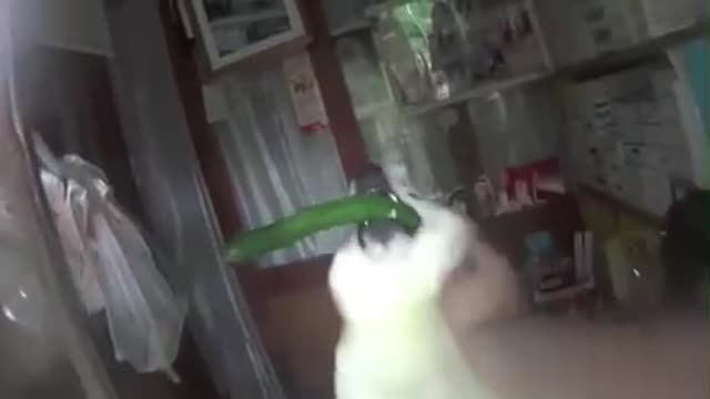 The puppy picked up a cucumber to entertain the guests