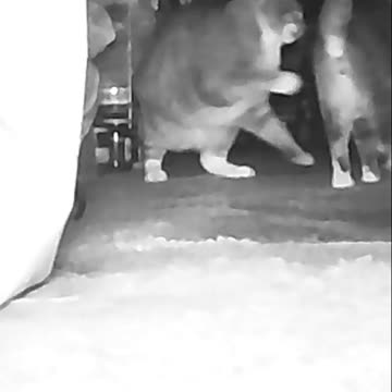 EA S55 - Yet Another Cat Fight