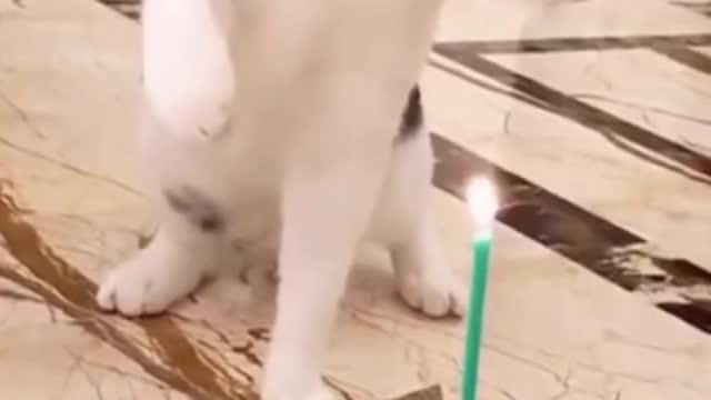 Cute cat birthday