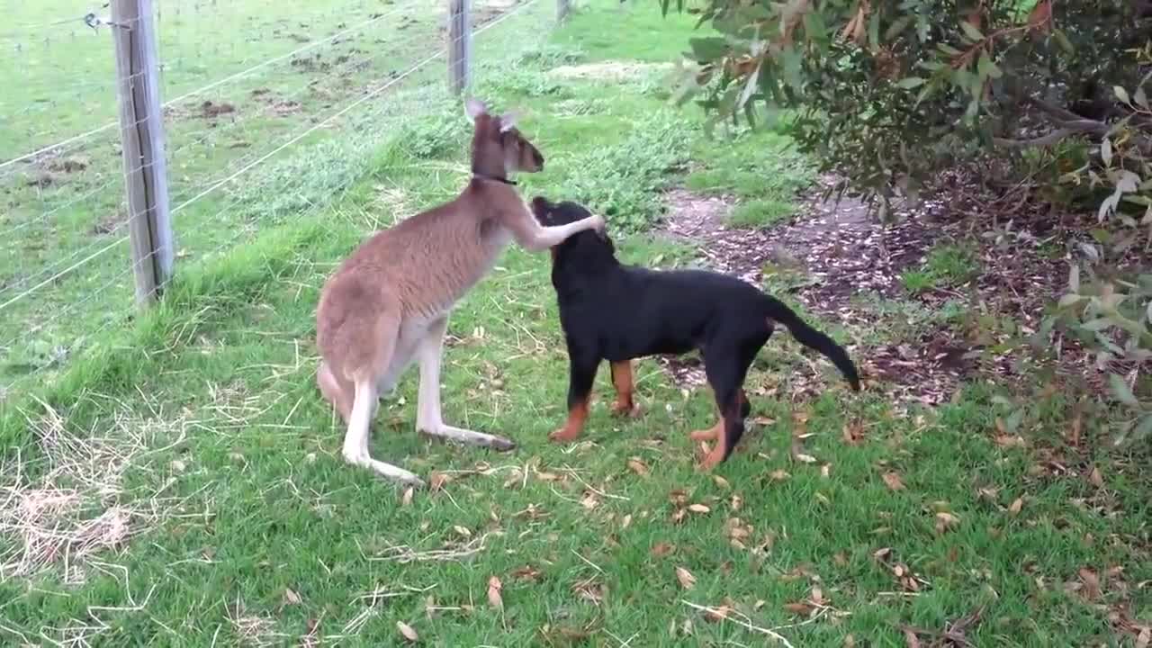 Amazing : Kangaroo and Dog showing their love for each other