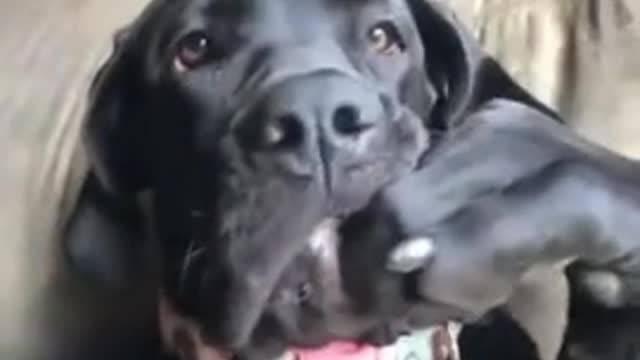 funny dog video
