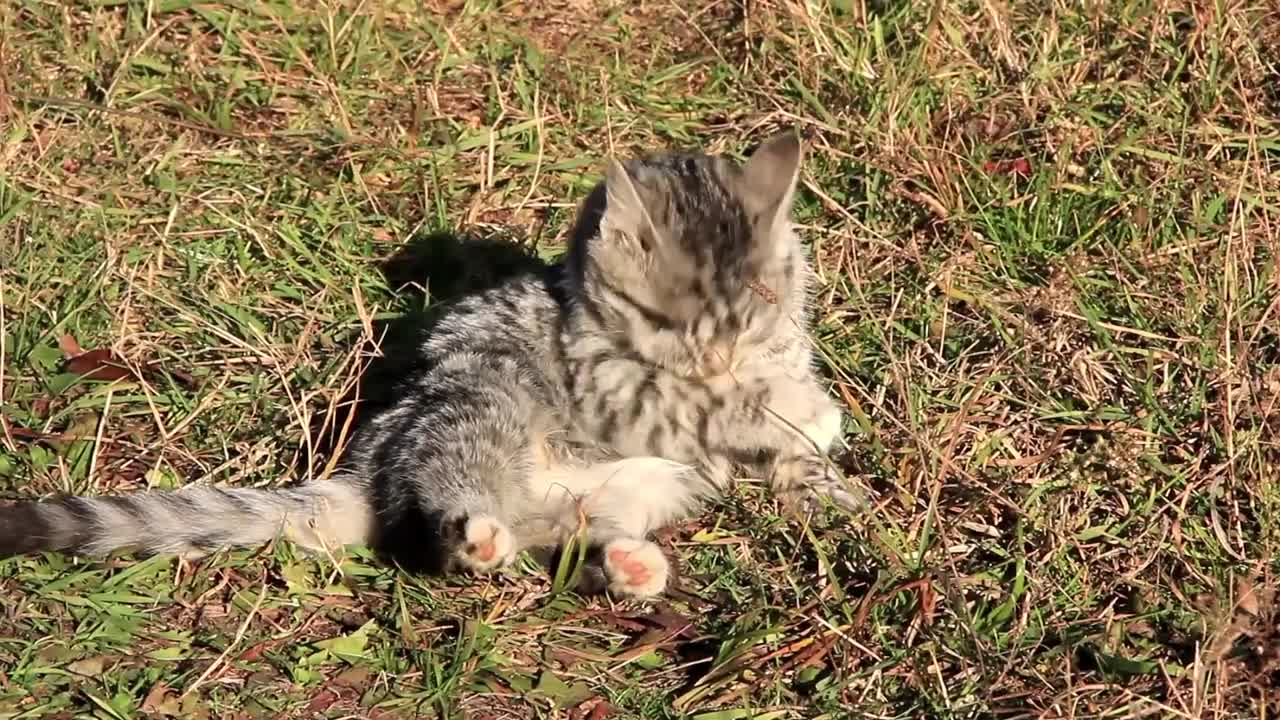 Cleanly kitten video stock footage