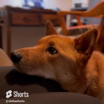 Whines till he Gets His Boop