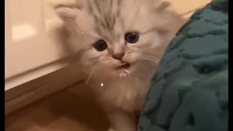 Cute Cat 🐱🐱🐱
