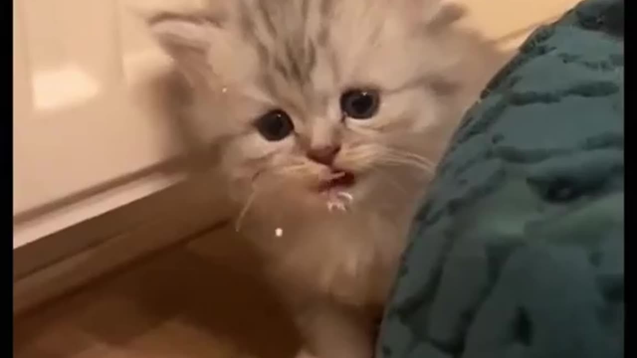 Cute Cat 🐱🐱🐱