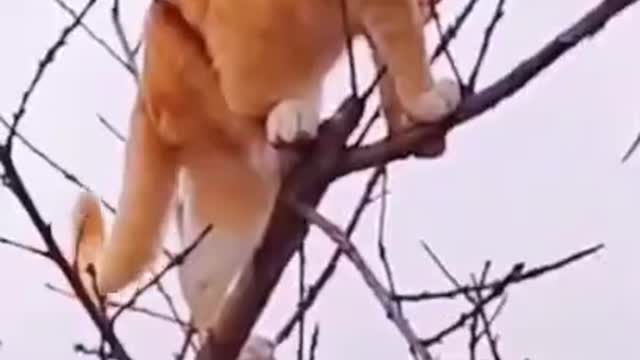 Baby Cats - Cute and Funny Cat Videos Compilation pt16 _ Cute cats of the world(720P_HD)