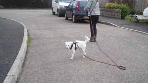 TEACHING LITTLE TERRIER TO LOVE THE POSTMAN (WHO HE HATED!)