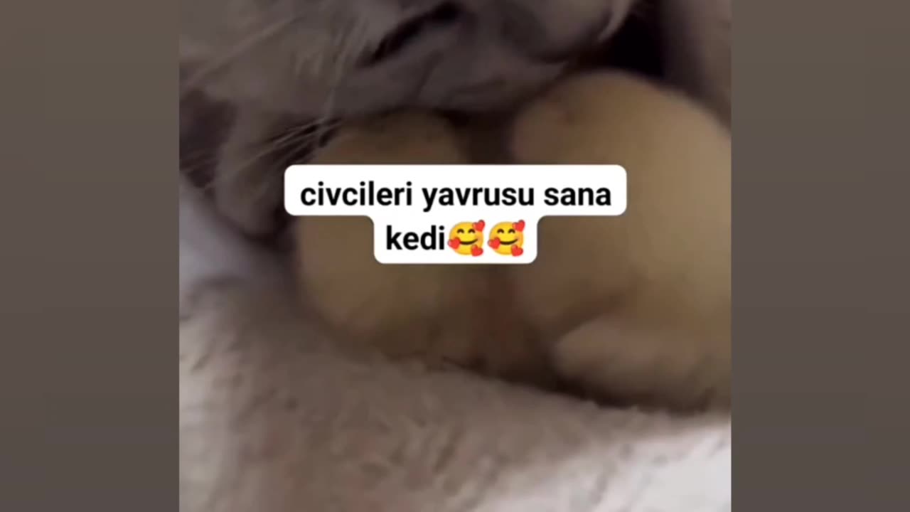 cat who thinks chicks are kittens