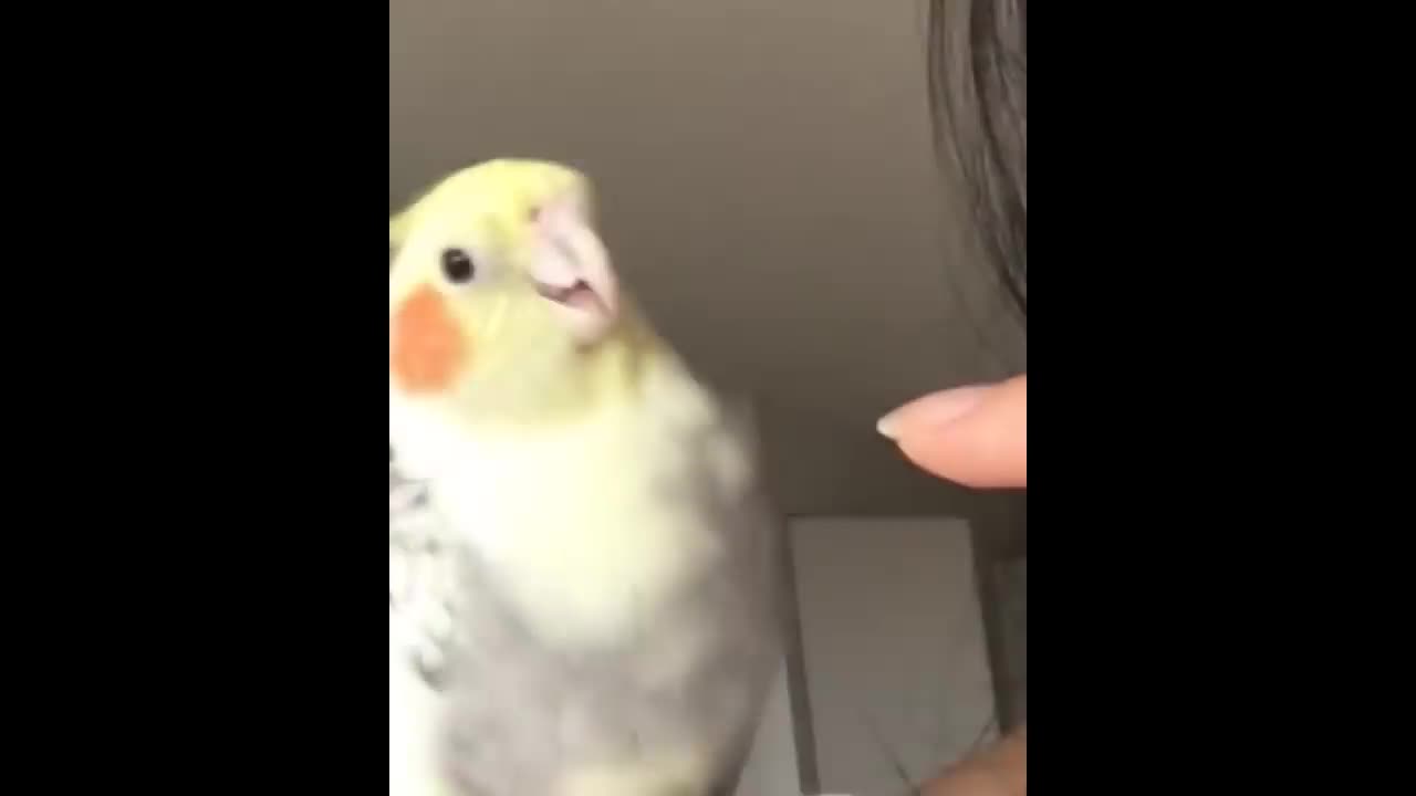 10 MIN OF BIRB MEMES #5