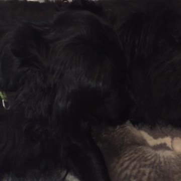 Gatito es presentado ante un perro, ¡demasiada ternura!