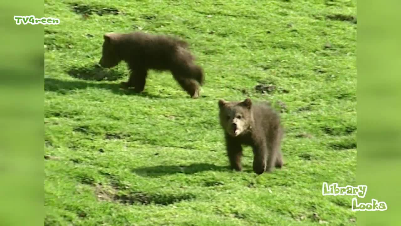 European Brown Bear & cubs - bruine beer - ursus arctos