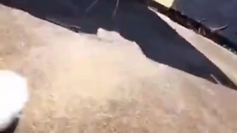 Funny Animals