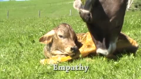 what is animal welfare?!