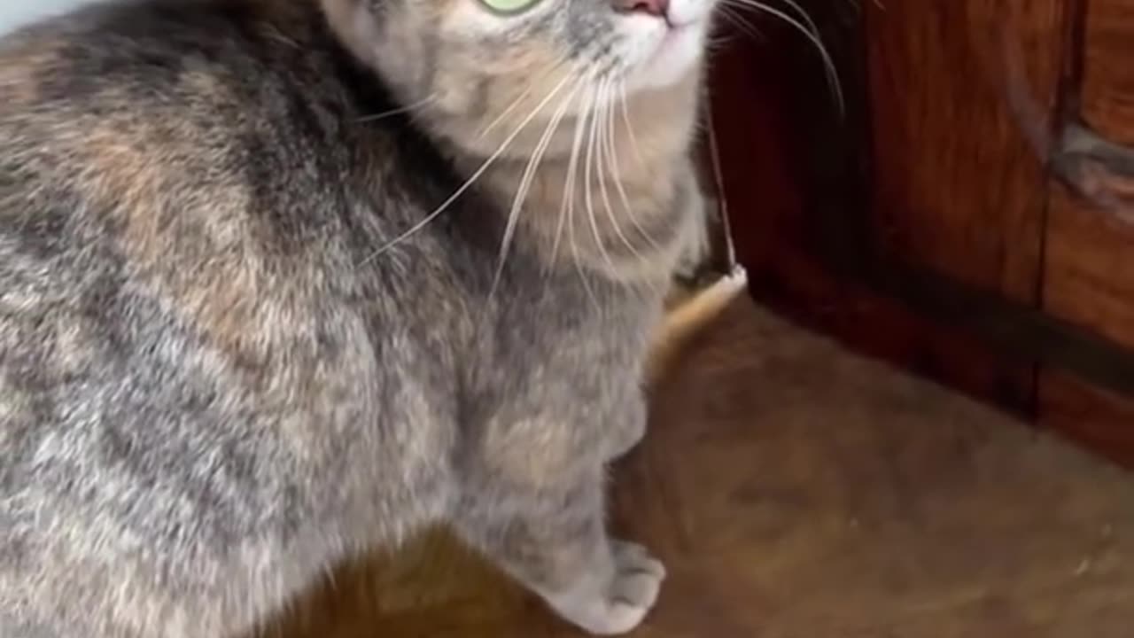 Sounds that attract cats