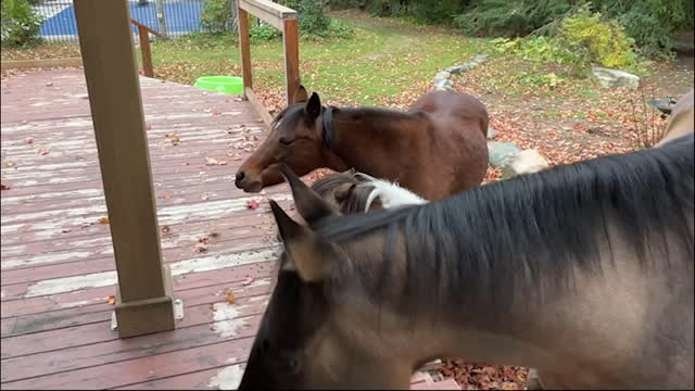 Dinner snack on the deck for the mini herd